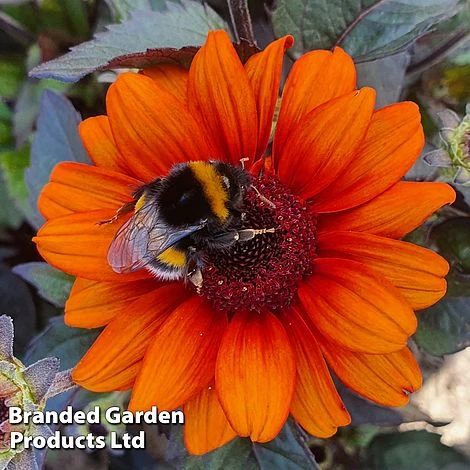 Heliopsis 'Luna Roja' 4 Heliopsis 'Luna Roja' - Image 2