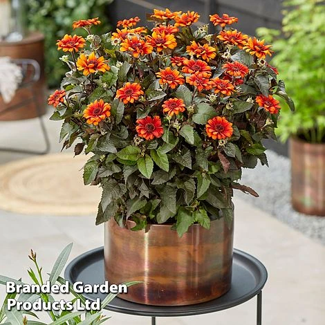 Heliopsis 'Luna Roja' 3 Heliopsis 'Luna Roja'