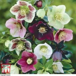 Hellebore X Hybridus 'Mixed' -Perfect Greenery HELL 10530 A