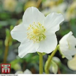 Hellebore Niger Bare Root Plants 11 Hellebore Niger Bare Root Plants -Perfect Greenery HELL T14192 A2