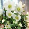 Hellebore Niger Potted Plants 2 Hellebore Niger Potted Plants -Perfect Greenery HELL T141921