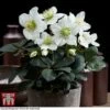 Hellebore 'Christmas Carol' -Perfect Greenery HELL T77239 A