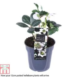 Hellebore 'Christmas Carol' 11 Hellebore 'Christmas Carol' -Perfect Greenery HELL T77239 B