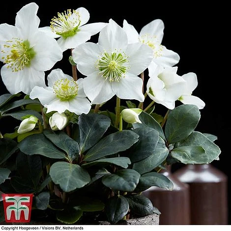 Hellebore 'Christmas Carol' 4 Hellebore 'Christmas Carol' - Image 2