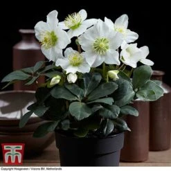 Hellebore 'Christmas Carol' 14 Hellebore 'Christmas Carol' -Perfect Greenery HELL T77239 E