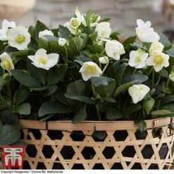 Hellebore 'Christmas Carol' 15 Hellebore 'Christmas Carol' -Perfect Greenery HELL T77239 F