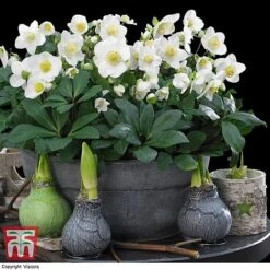Hellebore 'Christmas Carol' - Gift -Perfect Greenery HELL WGKB7088 A