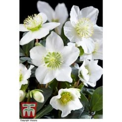 Hellebore 'Christmas Carol' - Gift -Perfect Greenery HELL WGKB7088 B