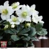 Hellebore 'Christmas Carol' - Gift 2 Hellebore 'Christmas Carol' - Gift -Perfect Greenery HELL WGKB7088 C