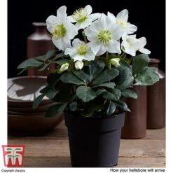 Hellebore 'Christmas Carol' - Gift -Perfect Greenery HELL WGKB7088 D