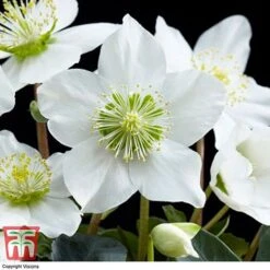Hellebore 'Christmas Carol' - Gift -Perfect Greenery HELL WGKB7088 E