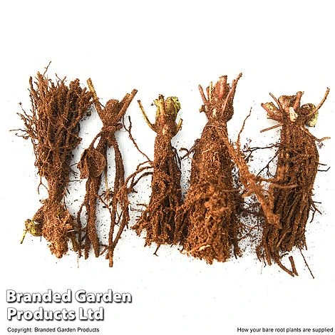 Hellebore Niger Bare Root Plants 8 Hellebore Niger Bare Root Plants - Image 6