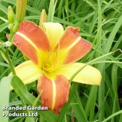 Hemerocallis 'Frans Hals' -Perfect Greenery HEME FRANSHALS S45012