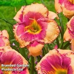 Hemerocallis Fringed Collection -Perfect Greenery HEME HELLOSCRE S413331