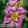 Hemerocallis 'Mildred Mitchell' -Perfect Greenery HEME MILDREDMI L41358