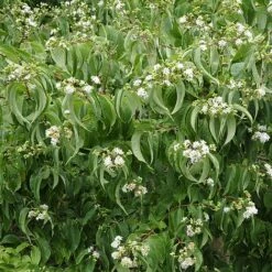 Heptacodium Miconioides -Perfect Greenery HEPT T44288 B