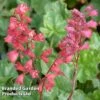 Heuchera 'Bressingham Hybrids' -Perfect Greenery HEUC KC9110 A