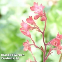 Heuchera 'Bressingham Hybrids' -Perfect Greenery HEUC KC9110 B