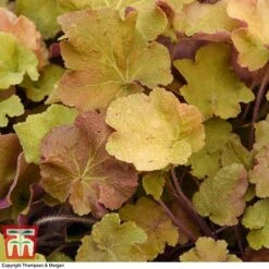 Heuchera 'Caramel' -Perfect Greenery HEUC T28597 A1