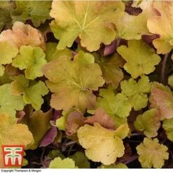 Heuchera 'Caramel' -Perfect Greenery HEUC T28598 A1