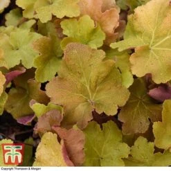 Heuchera 'Caramel' -Perfect Greenery HEUC T28599 A1