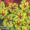Heucherella Alabama Sunrise -Perfect Greenery HEUC ALABAMASU S22088