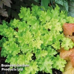 Heuchera 'Lime Marmalade' -Perfect Greenery HEUC LIMEMARMA S40252