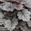 Heuchera 'Silver Gumdrop' -Perfect Greenery HEUC SILVERGUM S43673