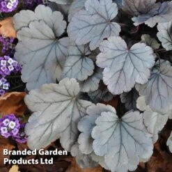 Heuchera 'Silver Gumdrop' 6 Heuchera 'Silver Gumdrop' -Perfect Greenery HEUC SILVERGUM S43674