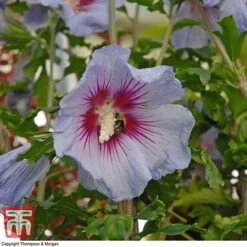 Hibiscus Syriacus 'Oiseau Bleu' -Perfect Greenery HIBI T58192 B