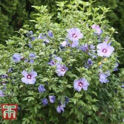 Hibiscus Syriacus 'Oiseau Bleu' -Perfect Greenery HIBI T58192 C