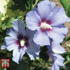 Hibiscus Syriacus 'Oiseau Bleu' -Perfect Greenery HIBI T58192 D