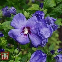 Hibiscus Syriacus 'Oiseau Bleu' -Perfect Greenery HIBI T58192 E