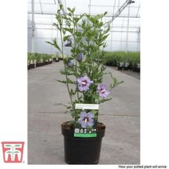 Hibiscus Syriacus 'Oiseau Bleu' -Perfect Greenery HIBI T58192 F