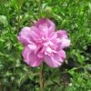 Hibiscus Syriacus 'Purple Ruffles' -Perfect Greenery HIBI T58194 A h