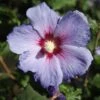Hibiscus Syriacus 'Azurri' -Perfect Greenery HIBI T62046 A h