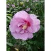 Hibiscus Syriacus 'Lavender Chiffon' -Perfect Greenery HIBI T67943 A h