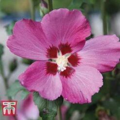 Hibiscus Syriacus 'Woodbridge' -Perfect Greenery HIBI T67967 A