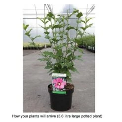Hibiscus Syriacus 'Woodbridge' -Perfect Greenery HIBI T67967 B h