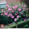 Hibiscus Syriacus 'Woodbridge' -Perfect Greenery HIBI T67967 C