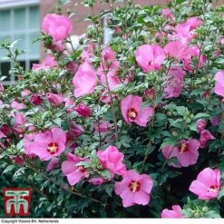 Hibiscus Syriacus 'Woodbridge' -Perfect Greenery HIBI T67967 D