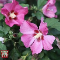 Hibiscus Syriacus 'Woodbridge' -Perfect Greenery HIBI T67967 E