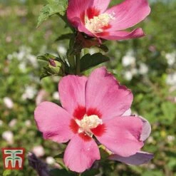 Hibiscus Syriacus 'Woodbridge' -Perfect Greenery HIBI T67967 F