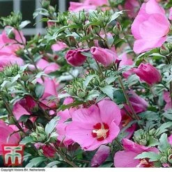 Hibiscus Syriacus 'Woodbridge' -Perfect Greenery HIBI T67967 G
