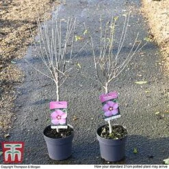 Hibiscus Syriacus 'Woodbridge' -Perfect Greenery HIBI T67967 H