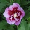 Hibiscus Syriacus 'Purple Pillar' -Perfect Greenery HIBI T73966 A h