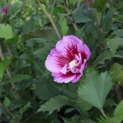 Hibiscus Syriacus 'Purple Pillar' -Perfect Greenery HIBI T73966 B h