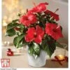 Hibiscus 'Festive Flair' - Gift 1 Hibiscus 'Festive Flair' - Gift -Perfect Greenery HIBI TG24284 A