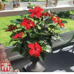 Hibiscus 'Festive Flair' - Gift -Perfect Greenery HIBI TG24284 D