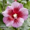 Hibiscus 'Flower Tower Purple' -Perfect Greenery HIBI FTOWERPUR H43875